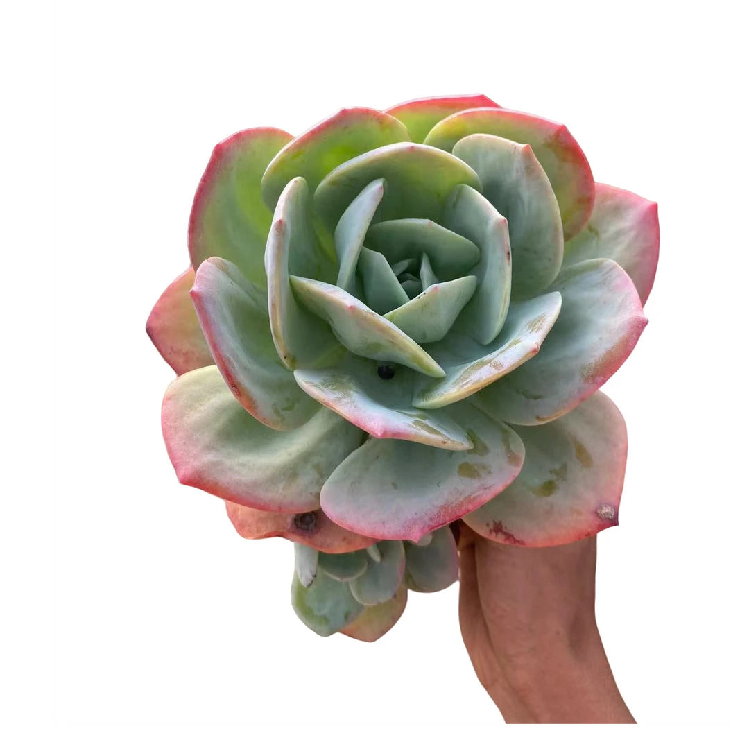 【血凤】多肉植物 云南基地直发新手阳台养护 脱土发货