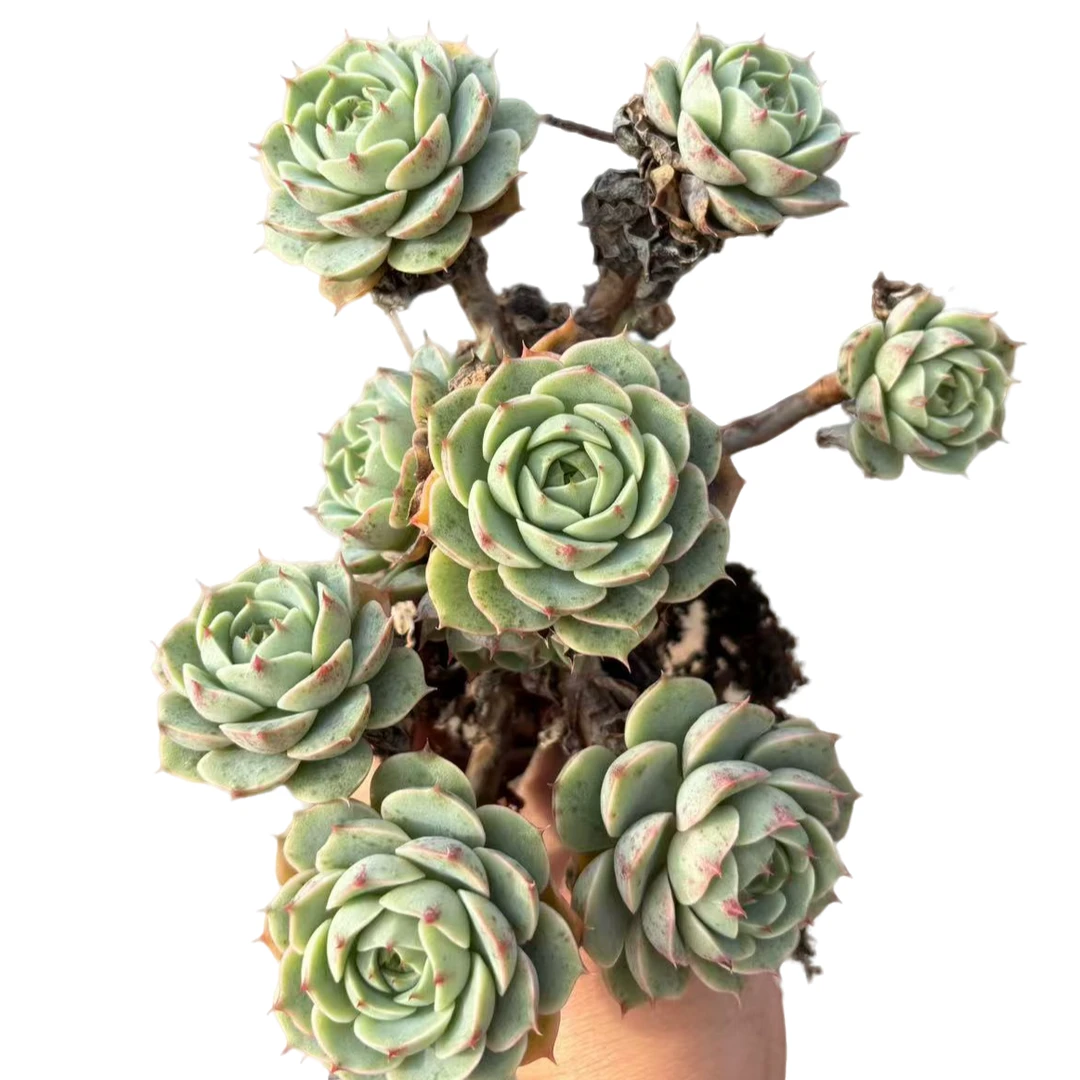 【苯巴 控养老桩 整桩无砍 主桩子粗 崽嫩】多肉植物 云南基地直发