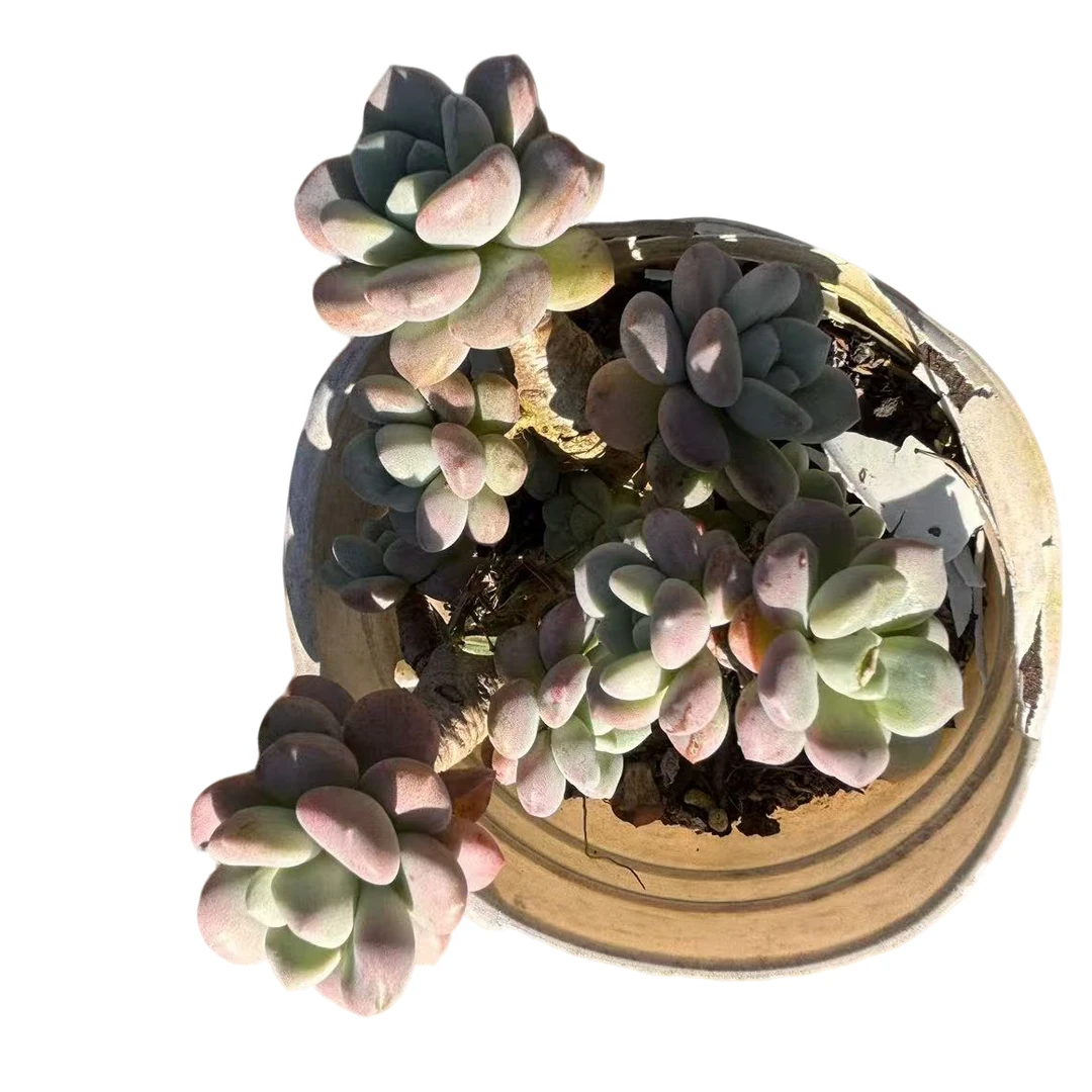 【白鹭 不售后 18包邮 不包邮不发】多肉植物 云南基地直发新手阳台