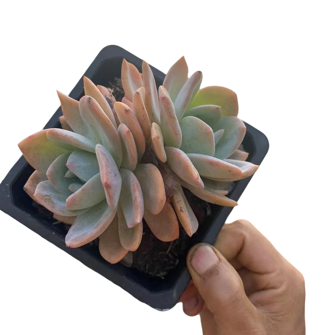 【凤橙】多肉植物 云南基地直发新手阳台养护 脱土发货