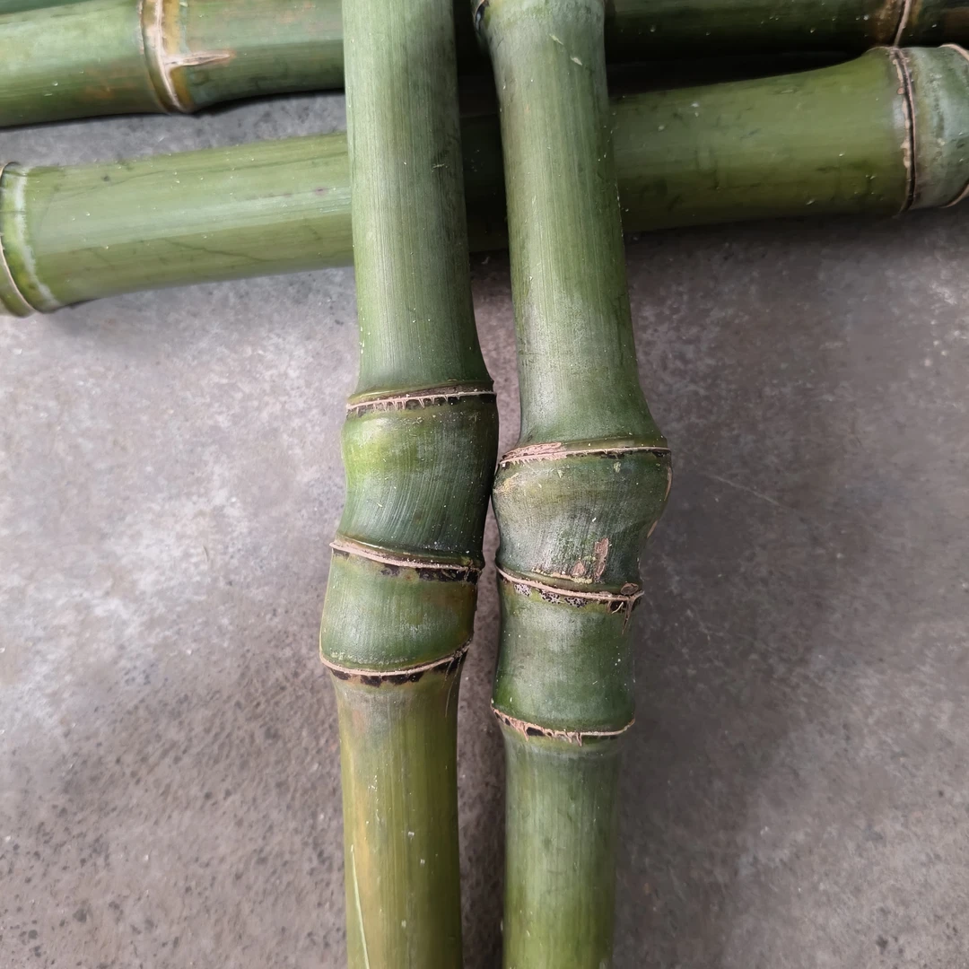 竹子竹子竹子竹子