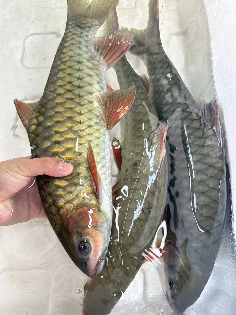 万绿湖正宗竹柏鱼青竹鱼优质
