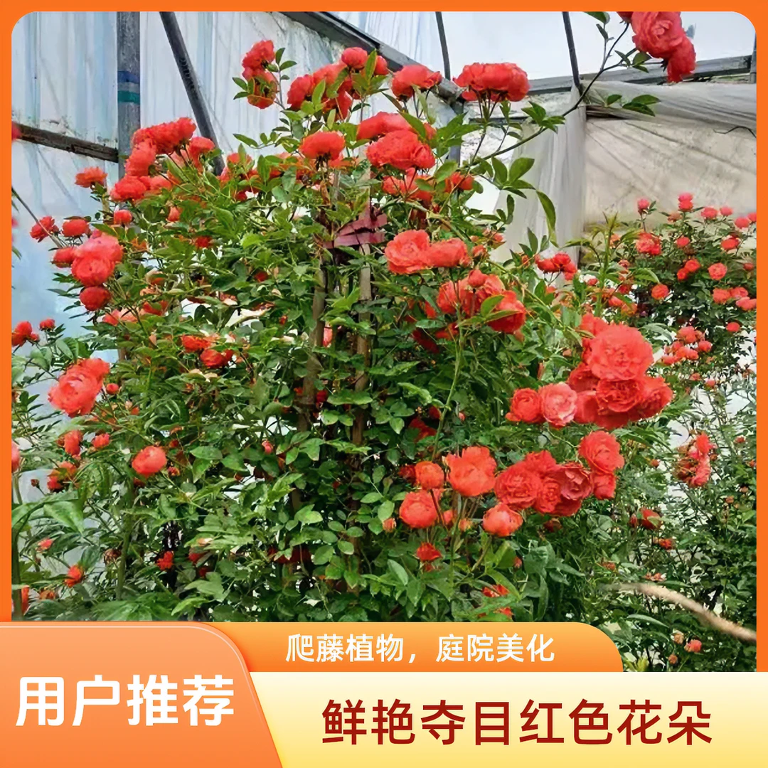 1.5米爬藤月季橙木香多季节开花耐晒耐寒适合做花墙拱门庭院绿化