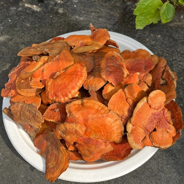 野生灵芝 红血栓菌牛樟芝250克起可食用贵州深山可煮水
