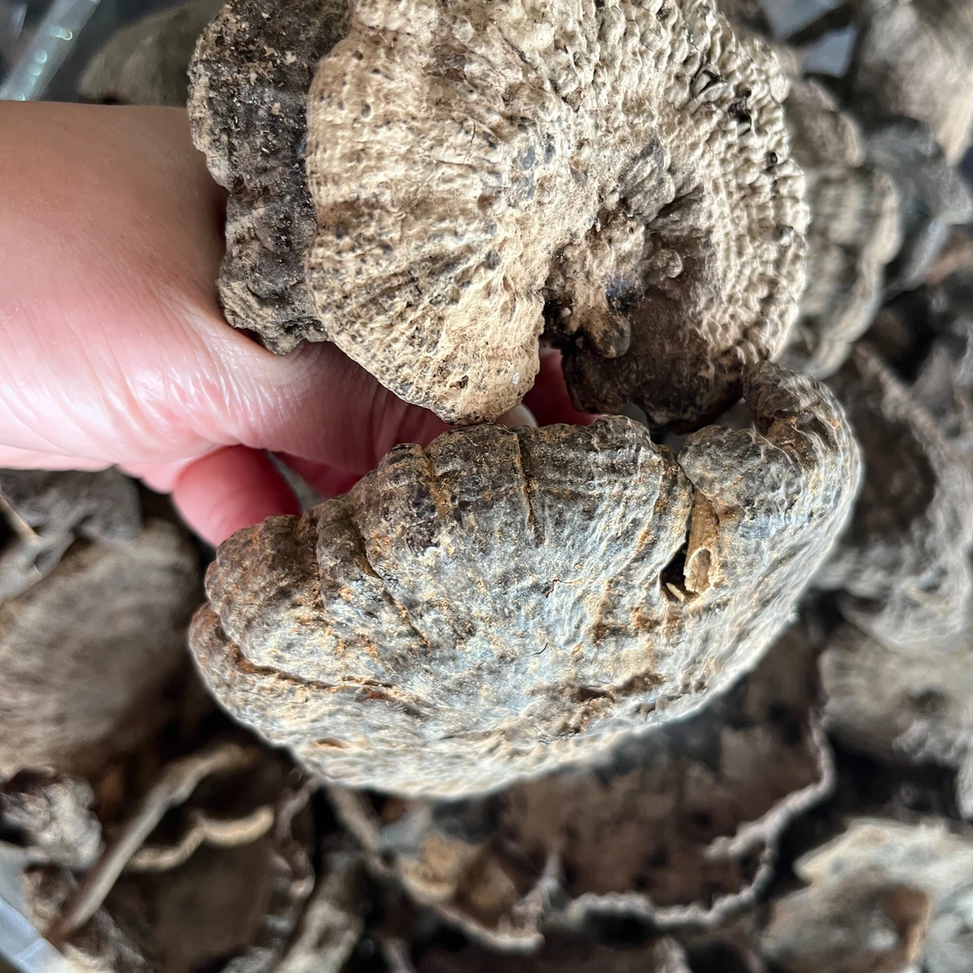 香血灵芝250克野生灵芝血灵芝不苦可煲汤泡酒