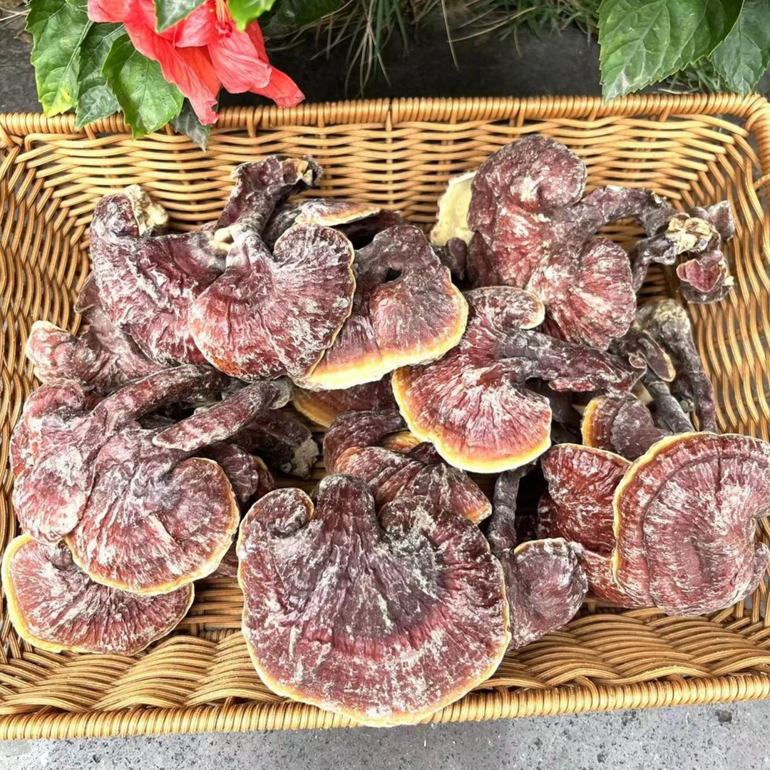 云南金边红灵芝250克500克可食用煮水泡酒营养