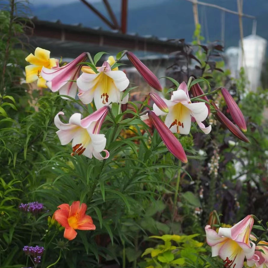 诗晚印象百合种球【北京月亮】OT庭院3球16-18规格耐寒耐热好种植