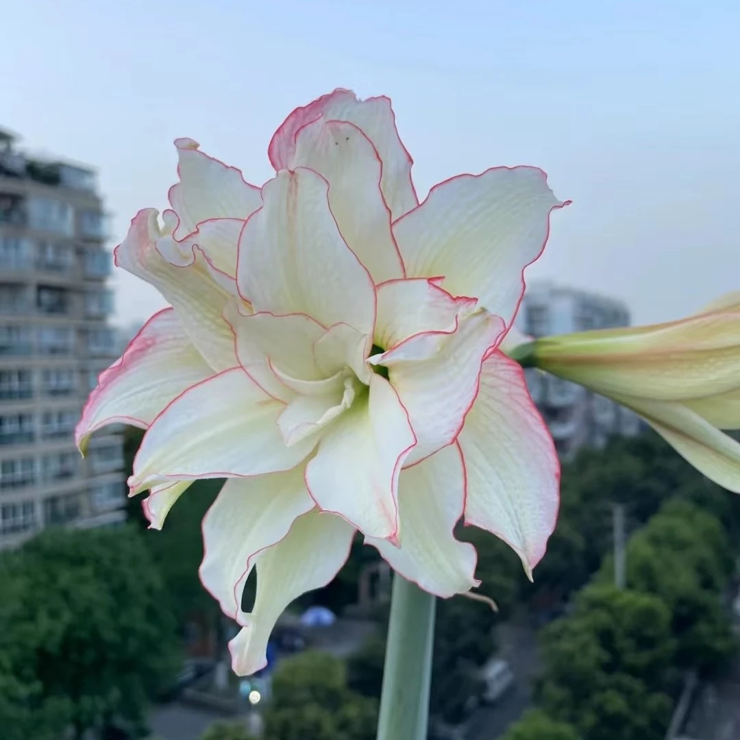 诗晚印象【滑稽演员】南非进口朱顶红种球