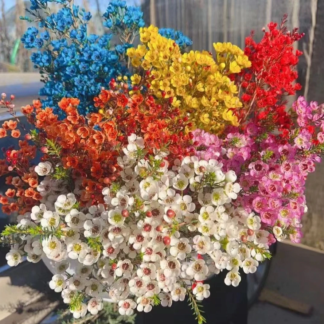 【玥玥鲜花】平头腊梅云南鲜花基地直发