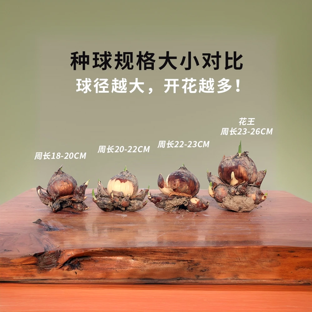 漳州正宗水仙花种球单复瓣过年开花易活耐寒