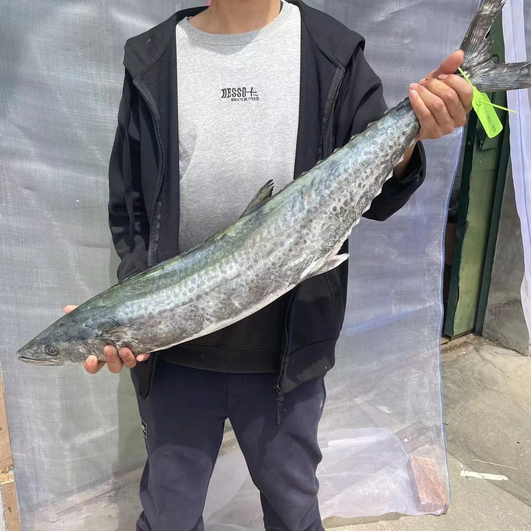 青岛海鲜.新鲜沙子口鲅鱼4-25斤.当天顺丰发货 大鲅鱼马鲛鱼