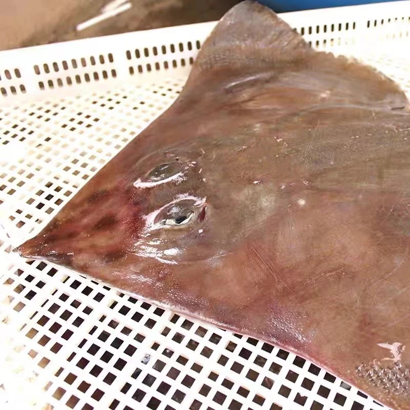 青岛野生老板鱼4斤 整条魔鬼鱼 鳐鱼 整条新鲜好吃无小刺 发顺丰