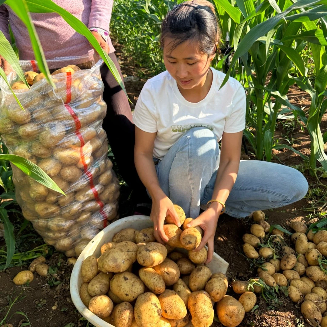 【现挖现卖】贵州威宁憨包羊芋土豆带箱9斤装