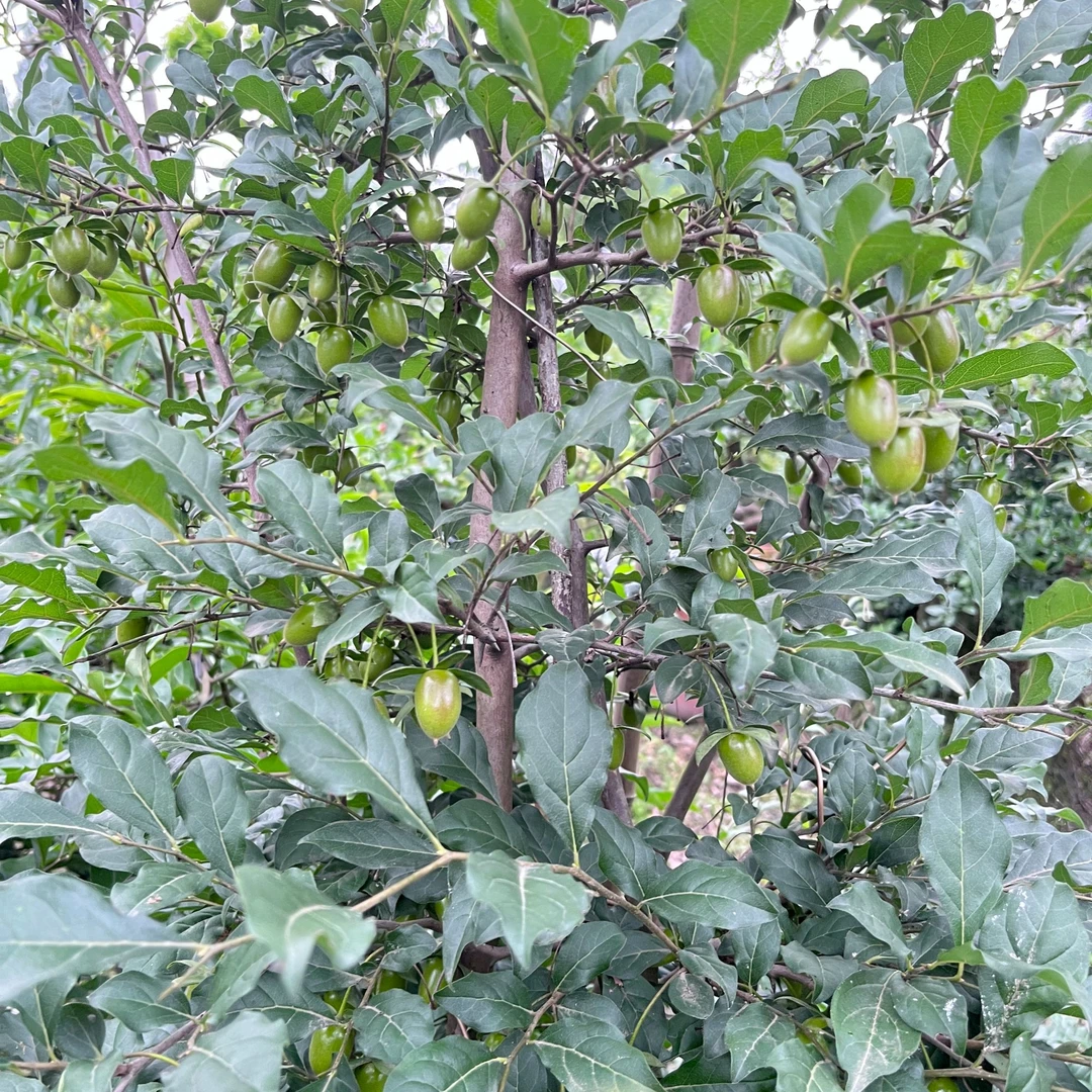 金弹子 直播间一物一拍