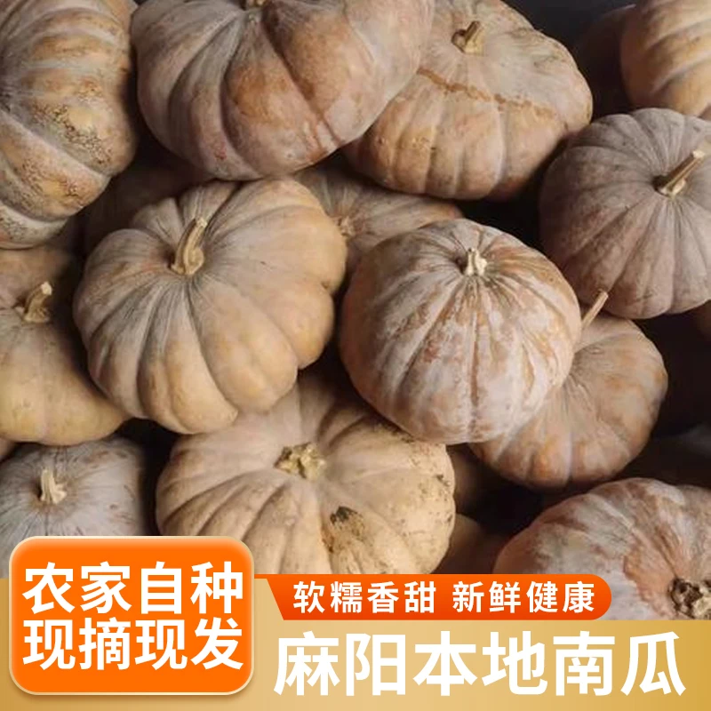 麻阳本地南瓜农户自种营养健康产地自然品种口感香甜软糯现货