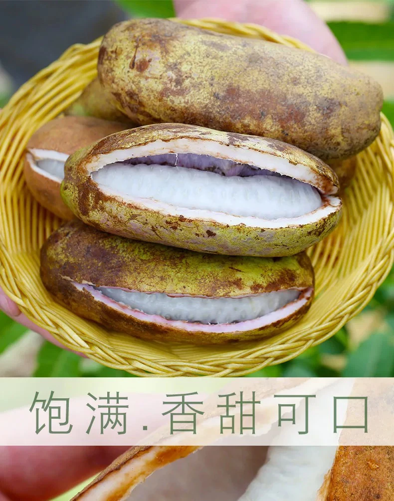 麻阳本地八月瓜软糯香甜应季水果秋季尝鲜