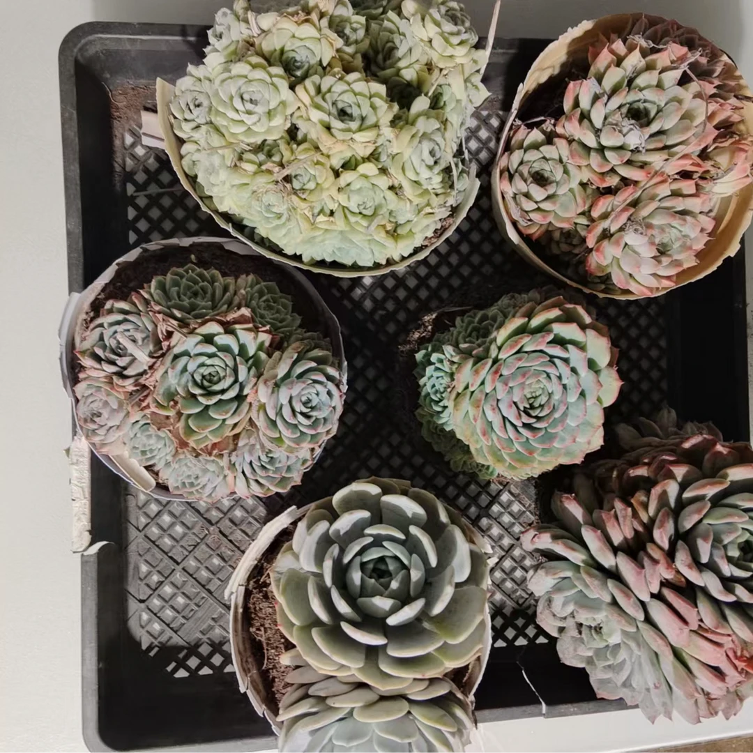 多肉植物   杂交群 六颗  随机