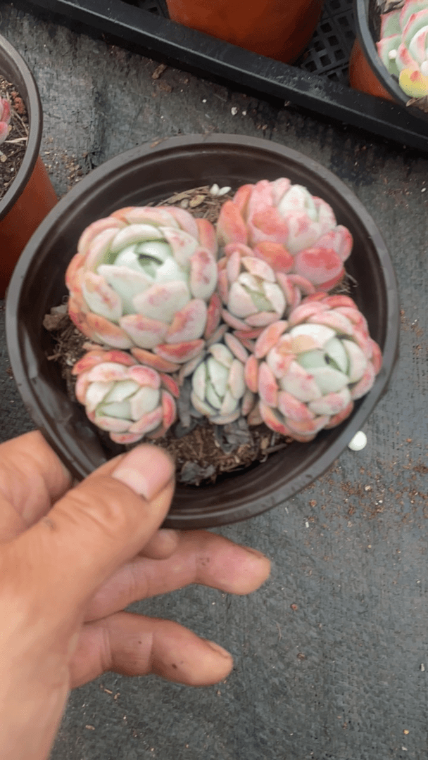 多肉植物 综合链接