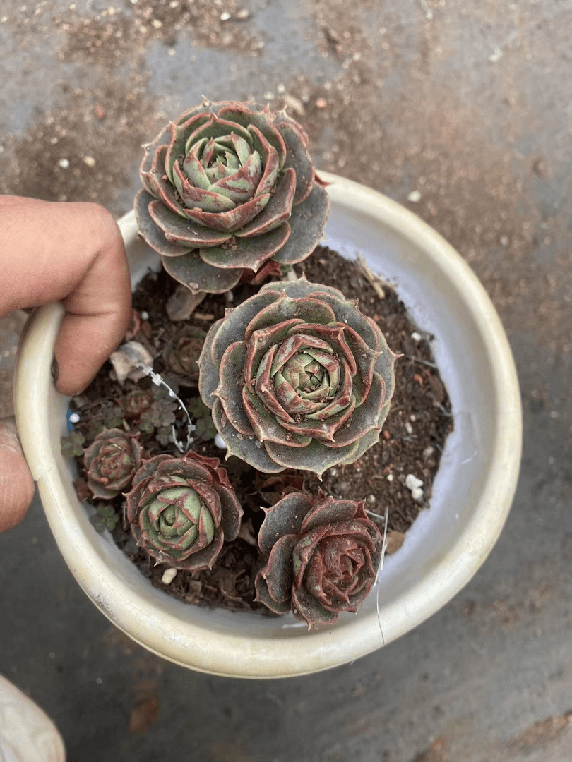 多肉植物 澳罗 罗西玛
