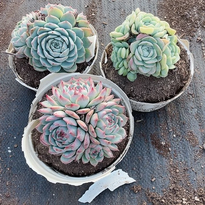 黑*睛三颗多肉一物一拍