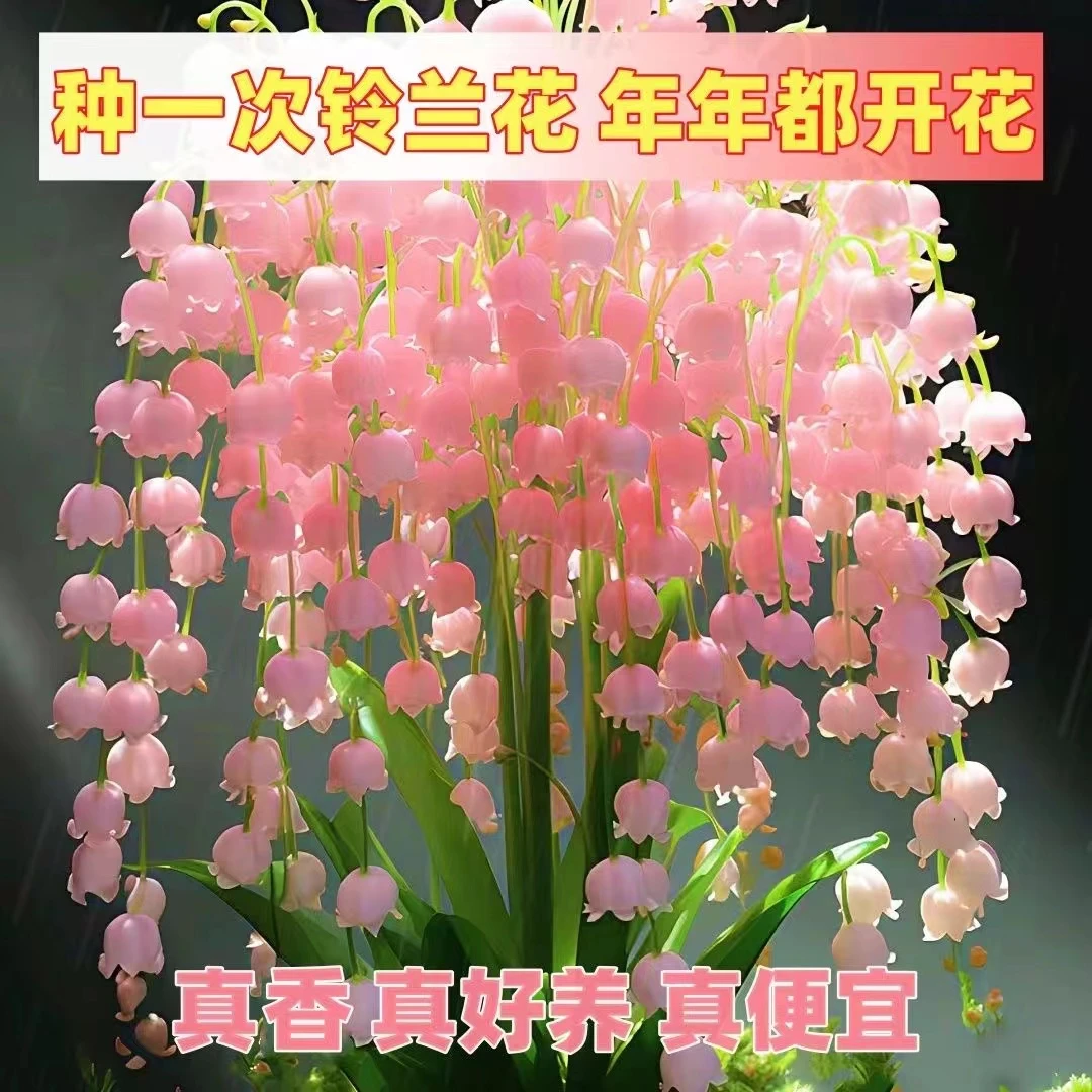 进口铃兰带芽花苗盆栽浓香型花卉多年生耐寒植物见水就活室内客厅