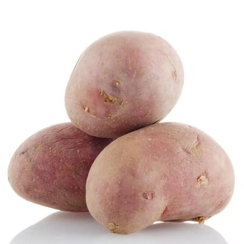 湖北高山红土豆 湖北高山红皮洋芋