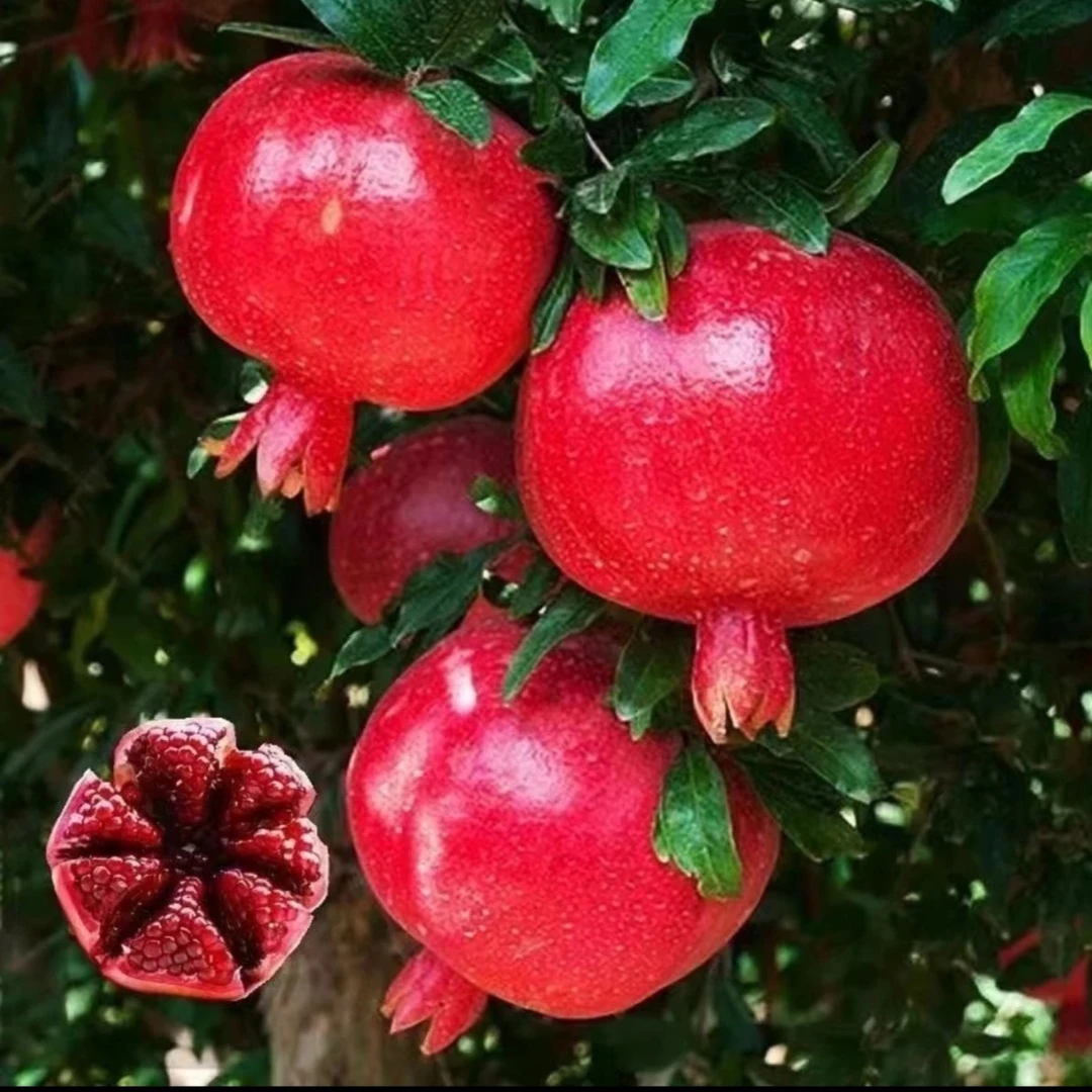 公斤软籽大果纯甜石榴拍一棵送一棵