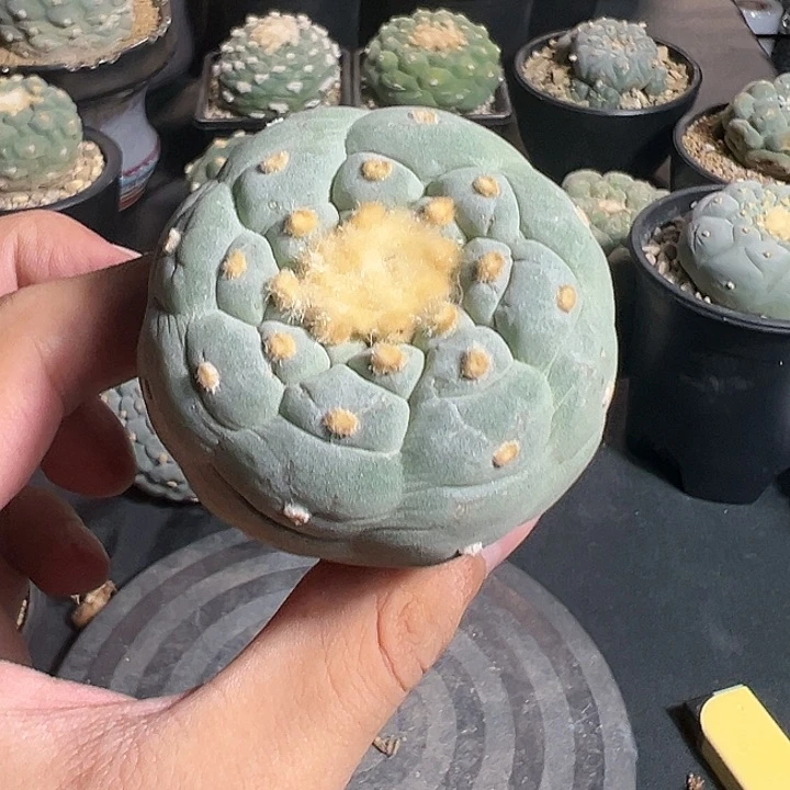 实生螺旋银尤5.6cm