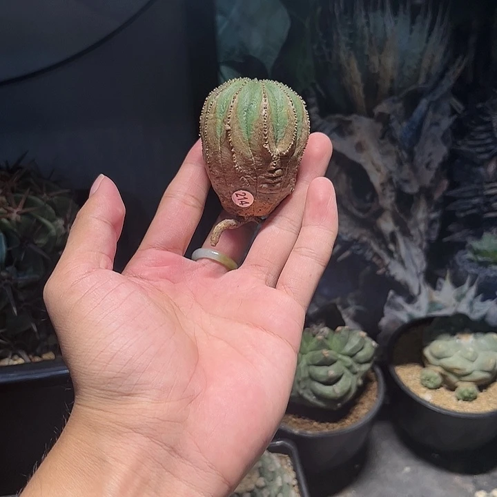 实生满锈布纹球5.2cm