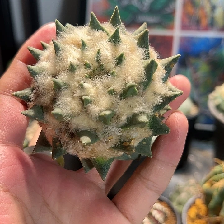 长毛三角牡丹7.8cm（没根）