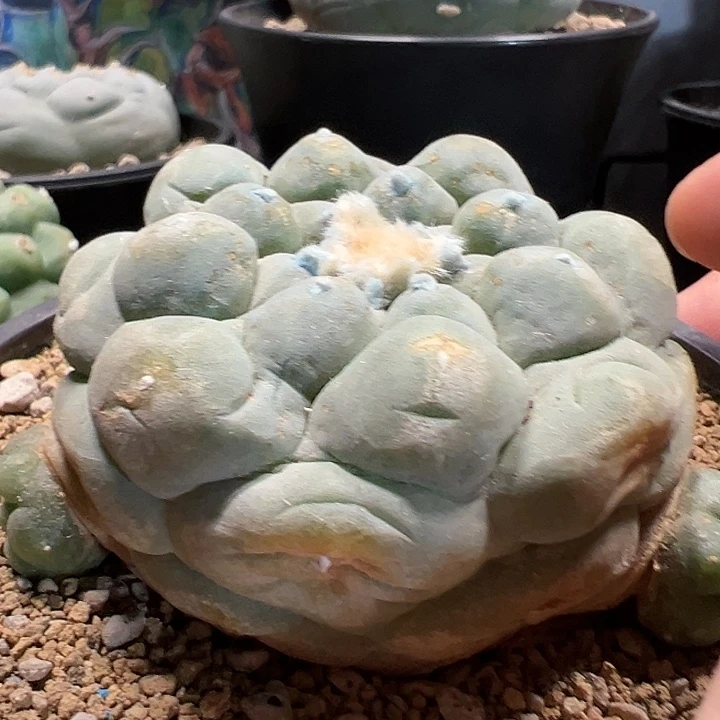 大尤仲永b（7cm）（萝卜根