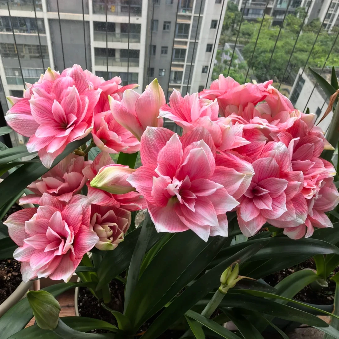 双梦 粉色系群开绝美（包到手鲜活，不包后期养护）朱顶红