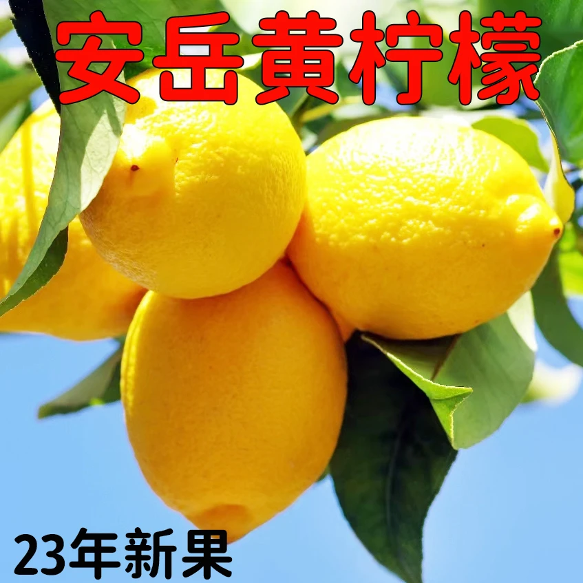 【新品推荐】安岳柠檬9斤装/新鲜皮薄/酸甜多汁/种植地采摘发货