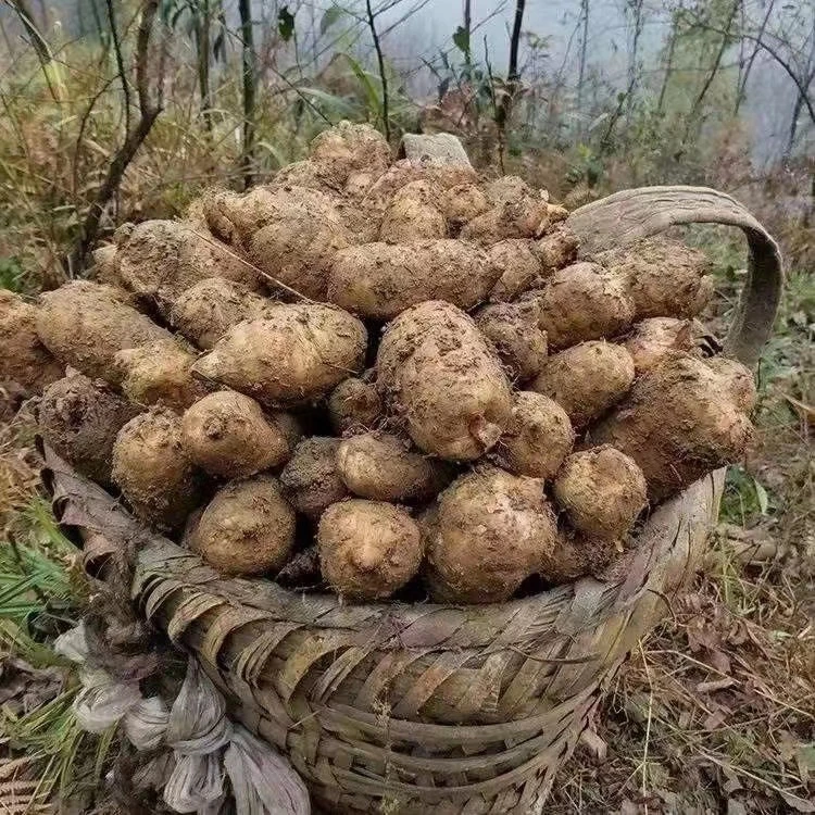 昭通小草坝天麻大果3-4个一斤的（鲜果发货）