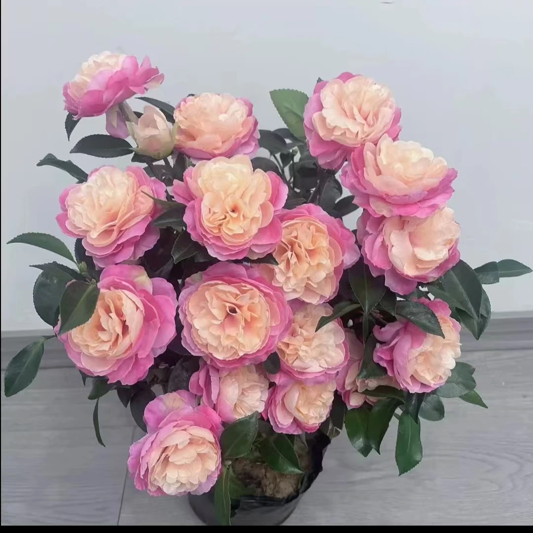 【3年】双色 四季茶花盆栽地栽南方北方均可种植
