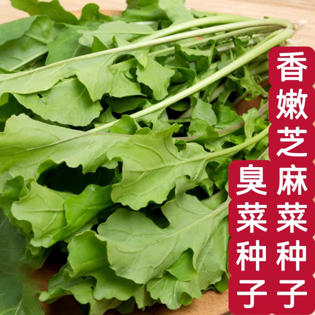 【全店满5元包邮】臭菜种子家庭四季种植  原厂包装