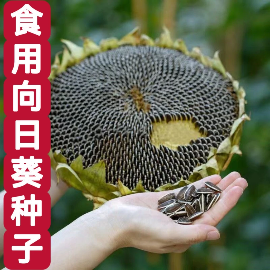 【食用向日葵种子】易种高产瓜子种籽大颗粒向日葵花大田庭院种植