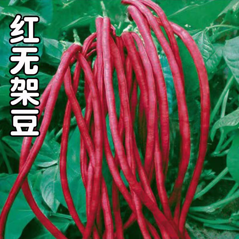 【全店满5元包邮】无架红豆角种子家庭四季种植  原厂包装