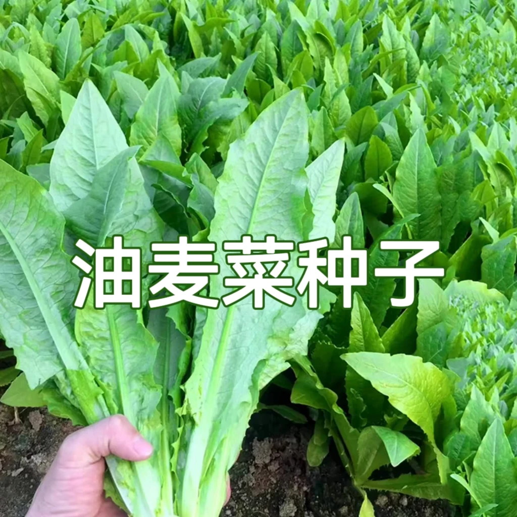 【全店满5元包邮】油麦菜种子 四季种植