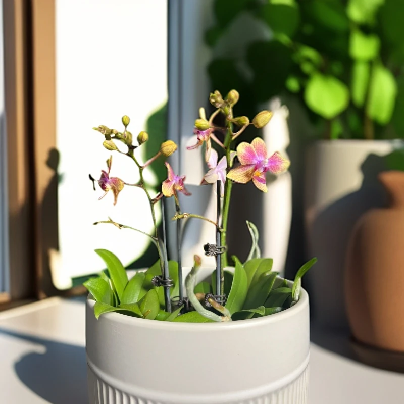 【2.8小可爱单梗】蜡质蝴蝶兰中花型室内桌面 好养绿植花卉