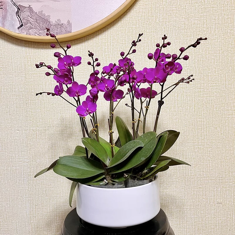 蝴蝶兰--满天红-双梗双花剑-