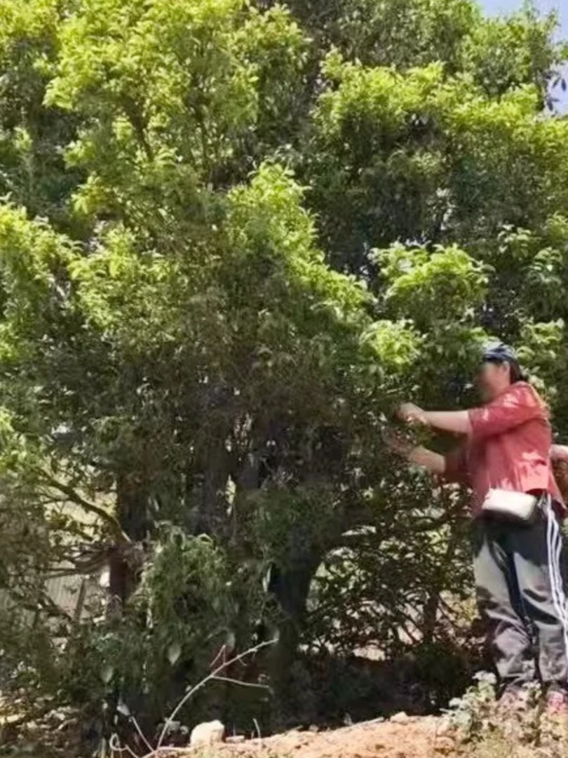 白莺山栽培母树800单株2025年4月5日开采普洱茶生茶散 【春茶首发】