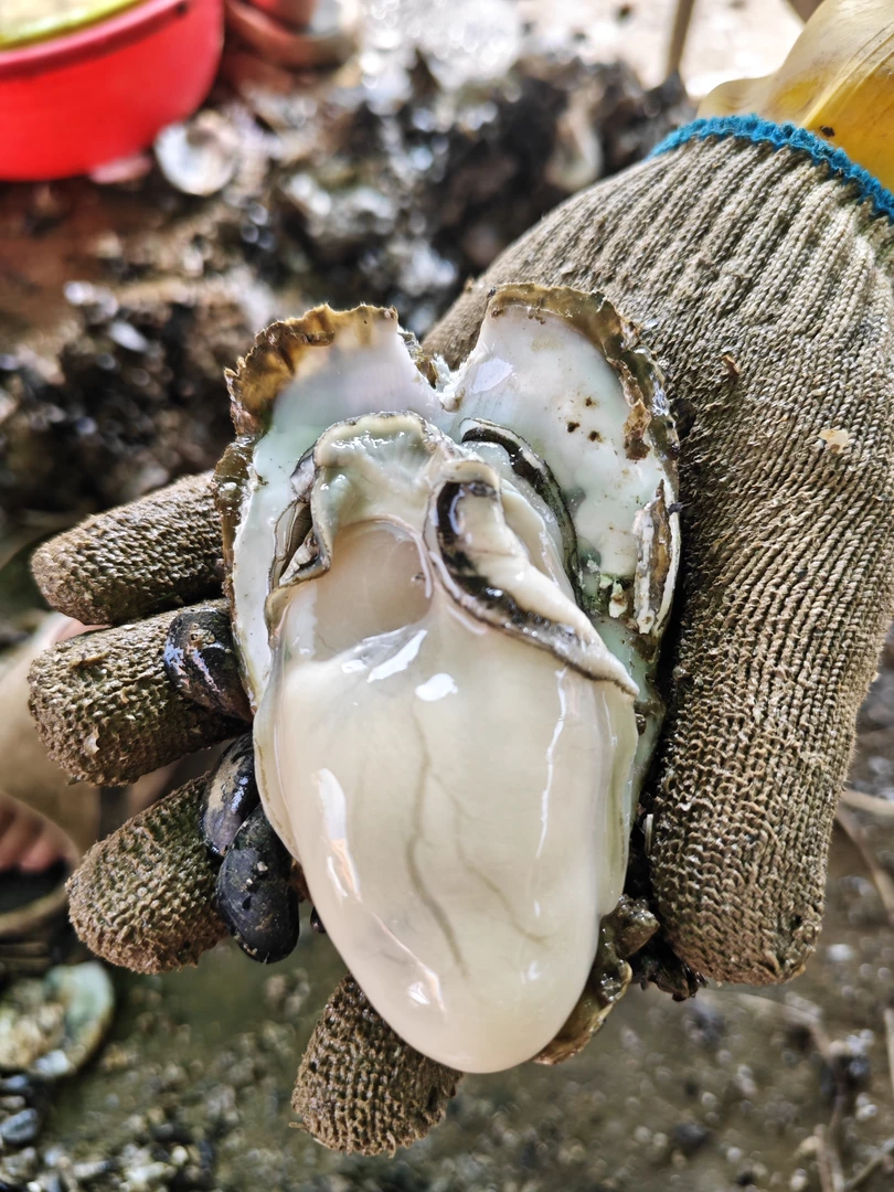 （包邮）广东台山生蚝新鲜现剥生蚝肉鲜活海蛎子肉现开现装 （2罐）