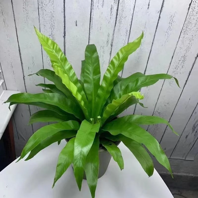 大盆宽展叶鸟巢蕨盆栽室内水土培育北欧好养耐阴净化空气观叶绿植