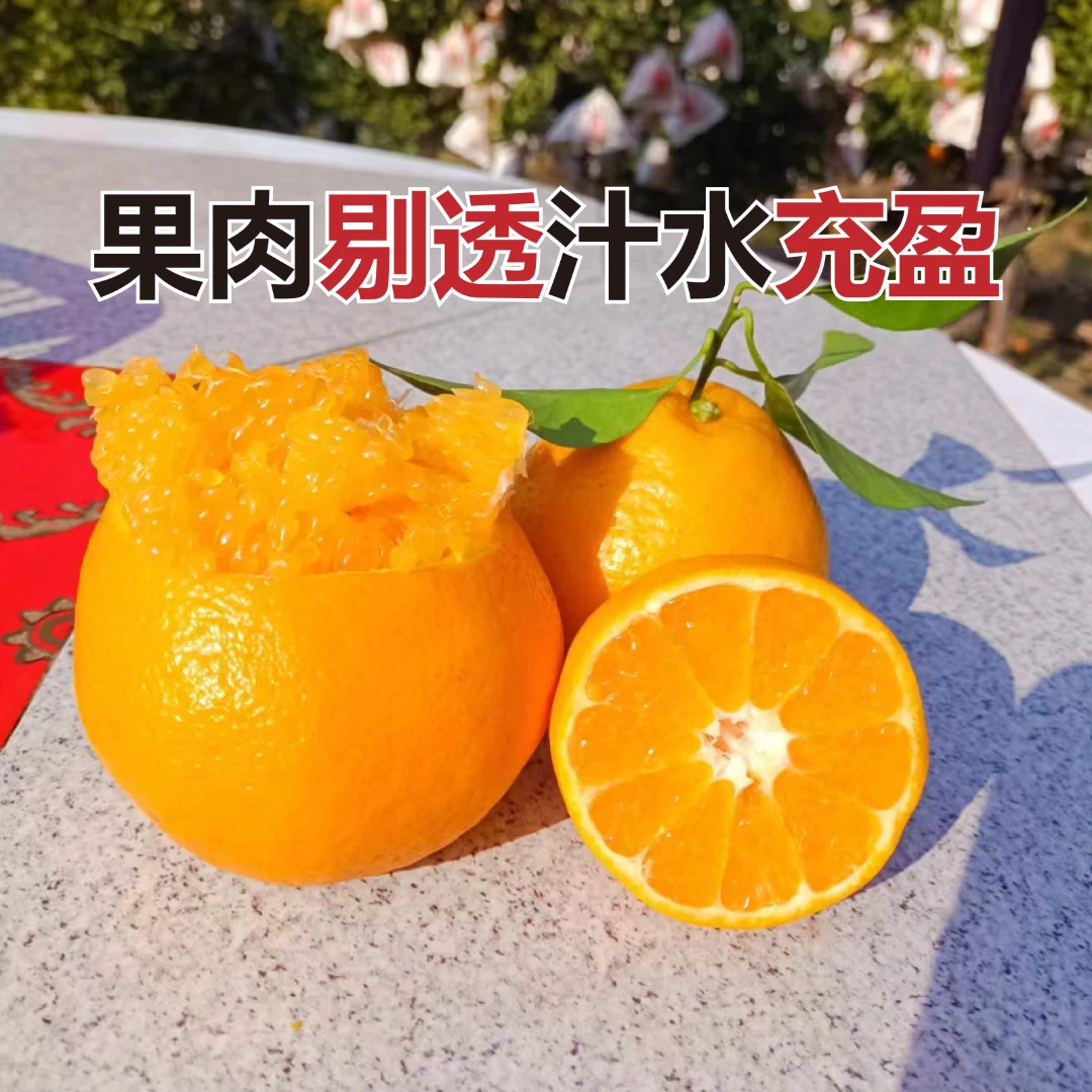 四川白衣春见耙耙柑柑橘爆汁多汁新鲜细腻皮薄非丑橘不知火
