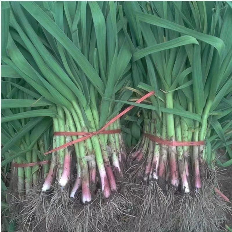 江苏新鲜大蒜红根大蒜