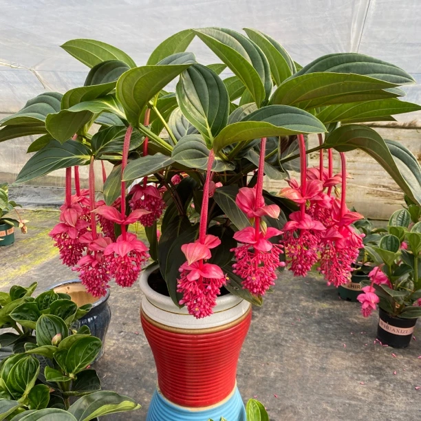进口品种宝莲灯大盆带花苞室内阳台花卉盆栽植物四季开花小苗