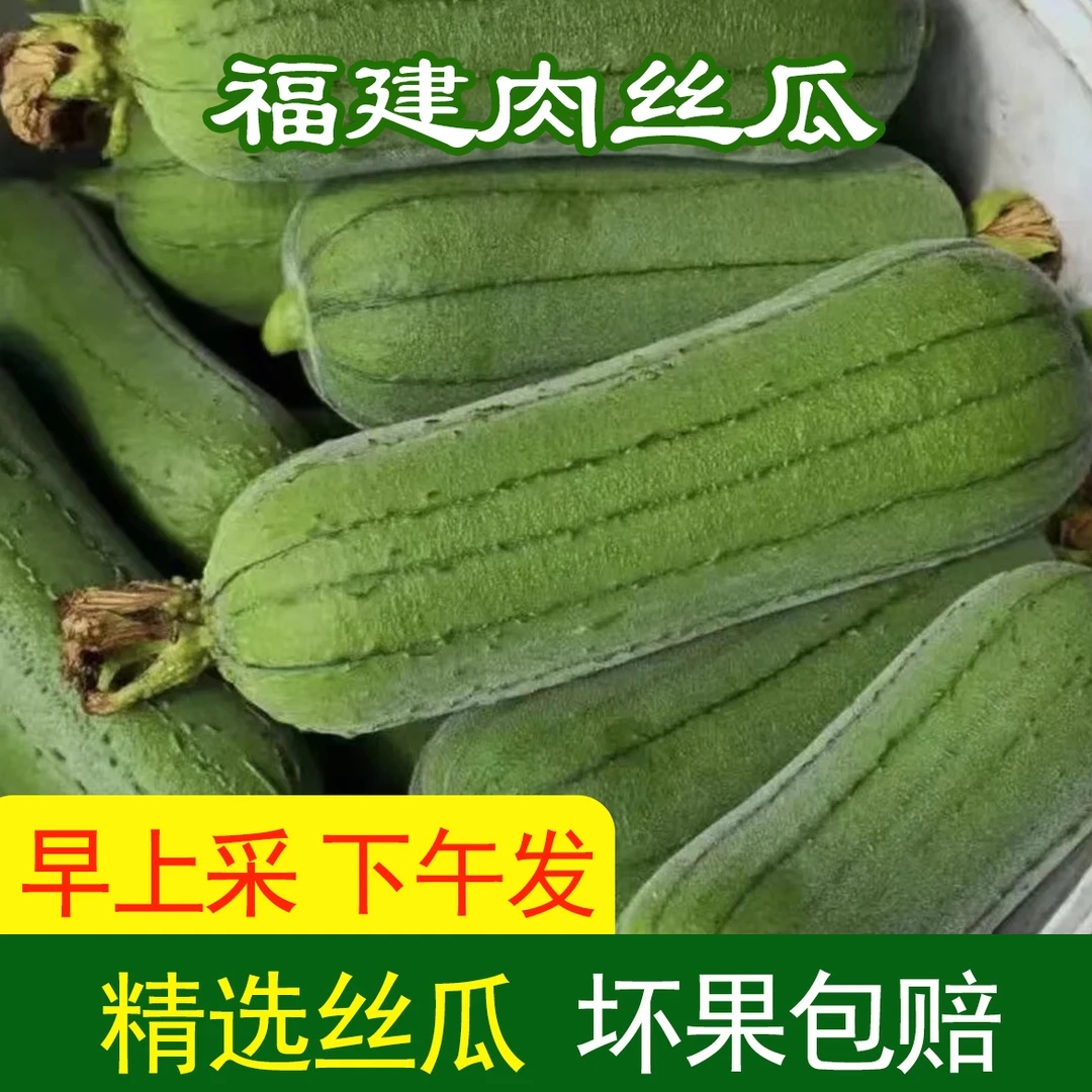 新鲜肉丝瓜！短棒肉丝瓜牛奶丝瓜水瓜翡翠丝瓜福建漳州产地直发