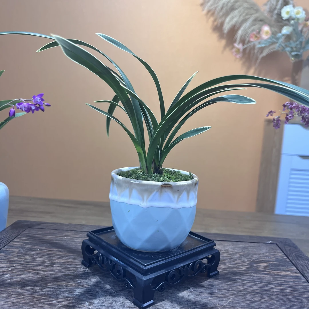 【兰花】金丝白雪公主北欧水晶花盆客厅办公茶桌室内盆栽绿植阳台