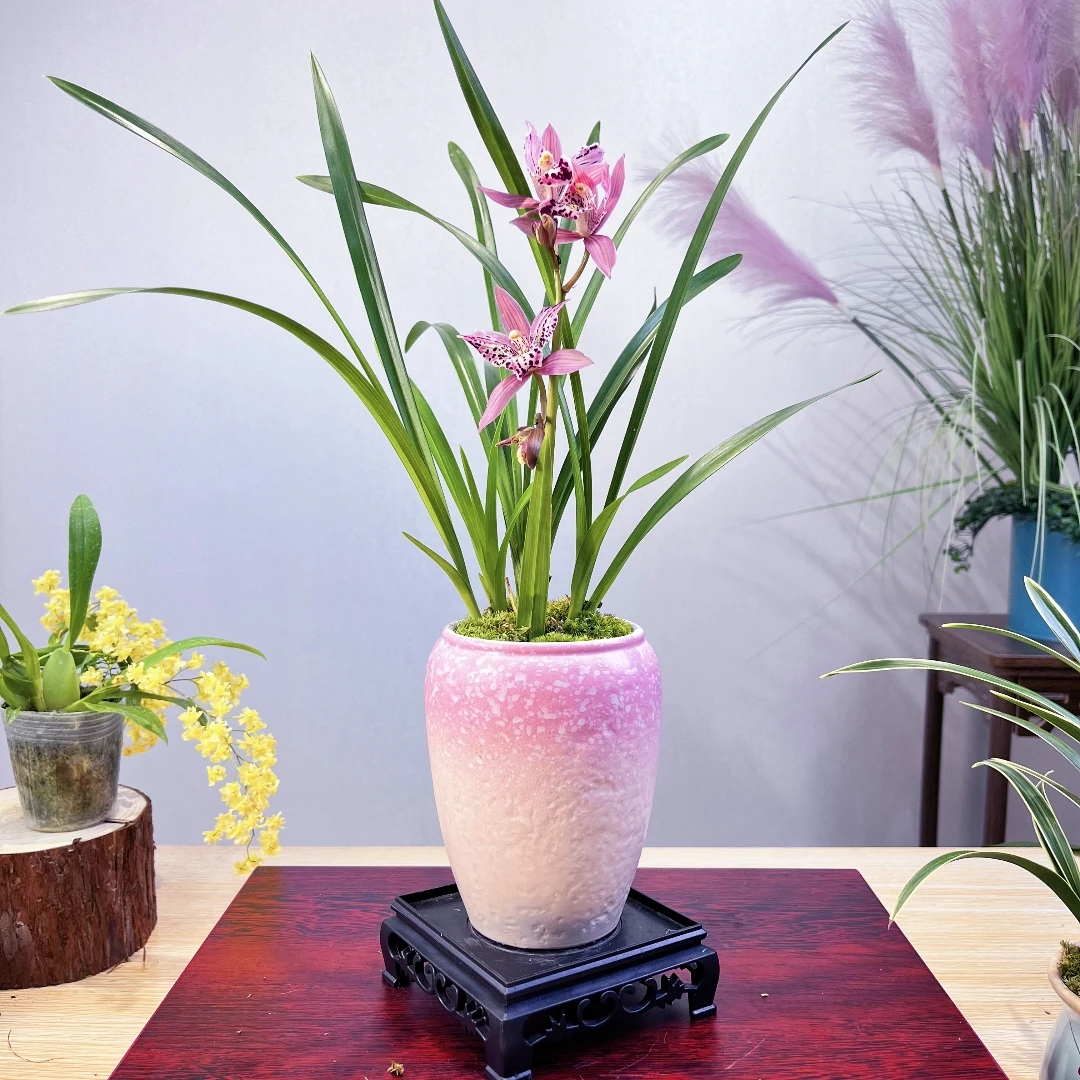 美杜莎浓香好养易活新中式雪花瓷盆办公室茶桌室内盆栽绿植阳台